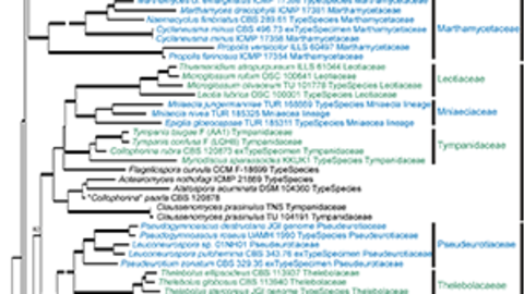 Phylogeny from article