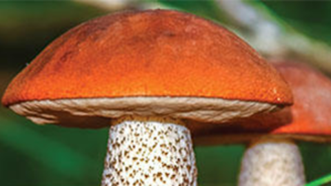 fungus fair