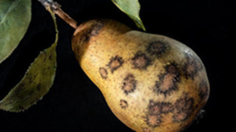 Decaying Fruit Exhibit Photo