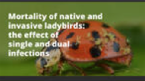 lady bugs