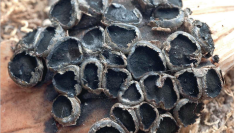 apothecia