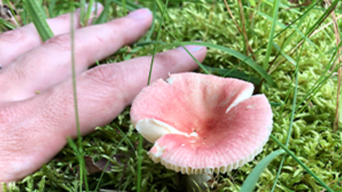 fungi from bioblitz