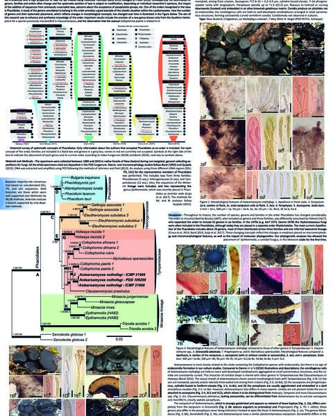 aotearoamyces_37x25feet.jpg