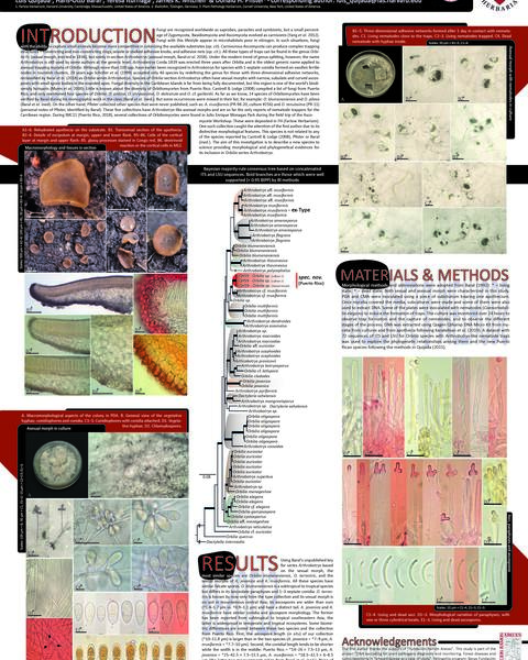 arthrobotrys_poster_msa.jpg